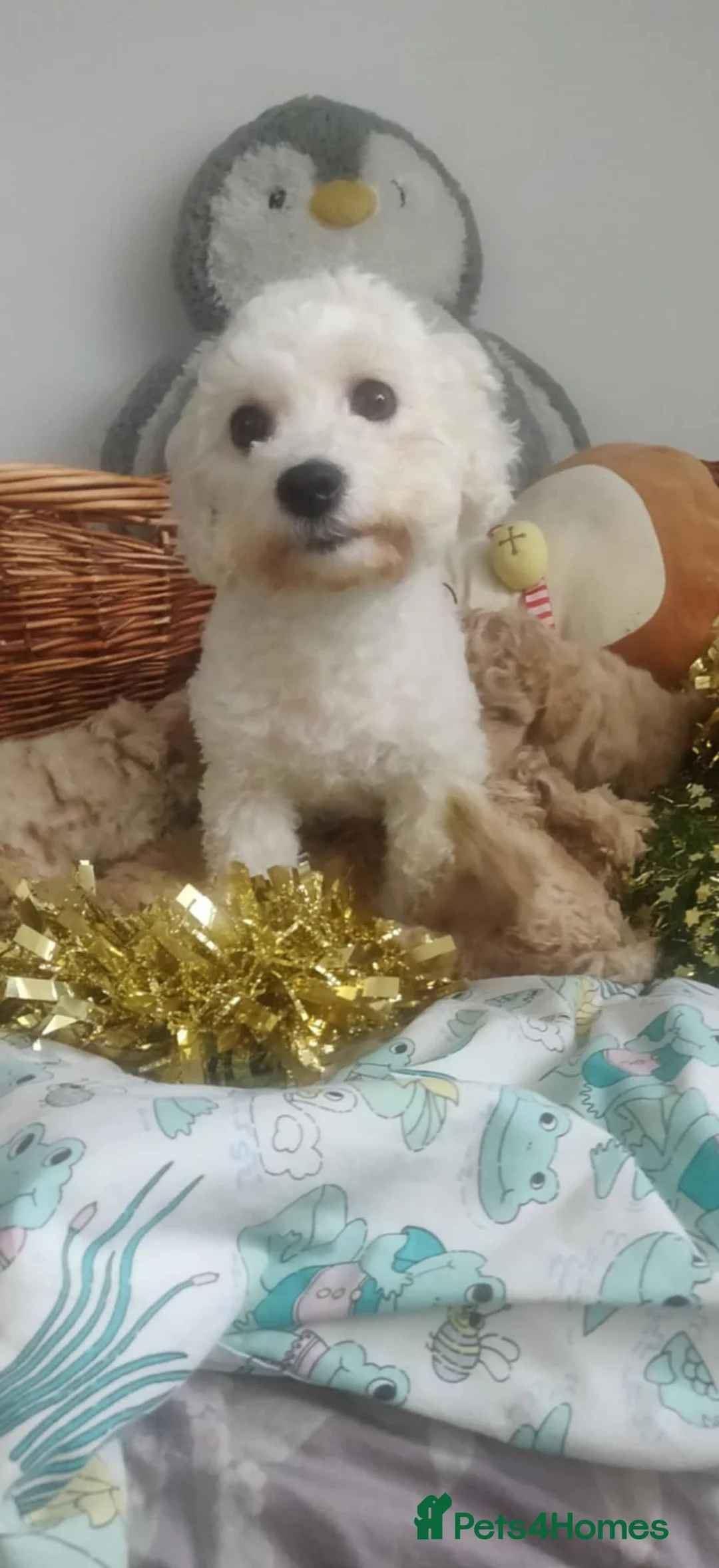 Maltipoo dogs for sale: Beautiful maltipoo puppys - Advert 20