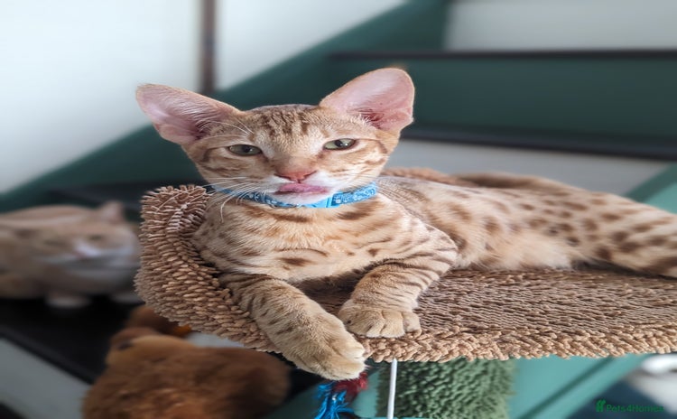 Savannah cats - Advert 1