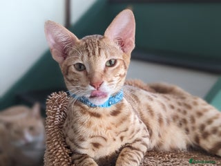 Savannah cats - Advert 4