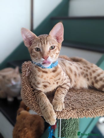 Savannah cats - Advert 1