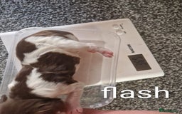 Sprocker dogs for sale: Spaniel Puppies  - Image 9