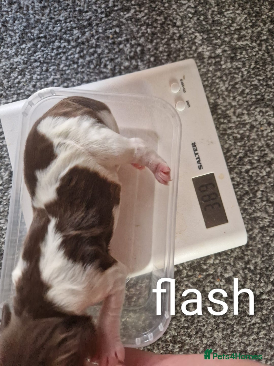 Sprocker dogs for sale: Spaniel Puppies  - Image 9