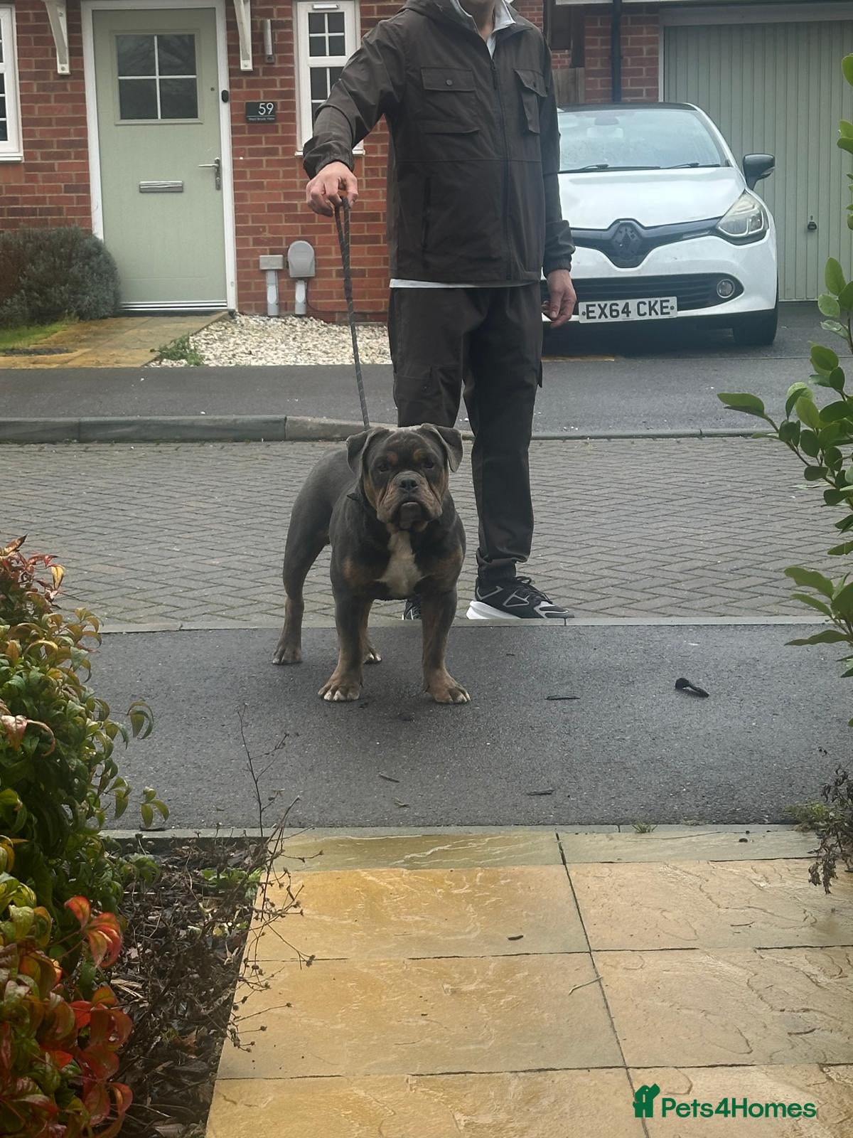 Olde English Bulldogge dogs Olde English bulldog 7 month - Advert 1