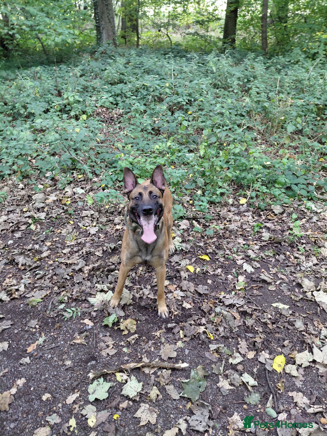 Belgian Shepherd Dog dogs for sale: 3 beautiful belgain mali  - Image 1