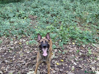 Belgian Shepherd Dog dogs for sale - Advert 1