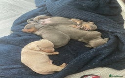 Miniature Dachshund dogs for sale: Miniature Dachshunds - Image 2