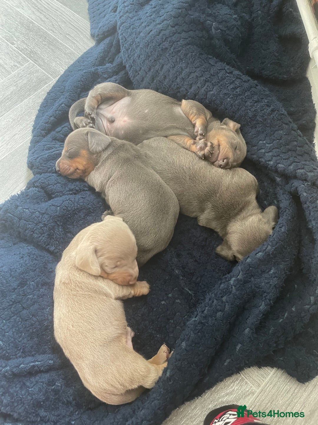 Miniature Dachshund dogs for sale: Miniature Dachshunds - Image 2