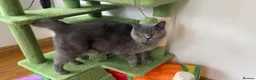 British Shorthair cats for sale: GCCF/TICA British Shorthair Kittens–Champion Lines - Advert 20