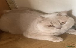British Shorthair cats for sale: Loving & Affectionate BSH Cream Young Adult Male - Image 2