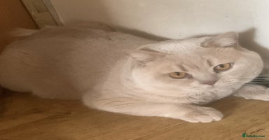 British Shorthair cats - Advert 10