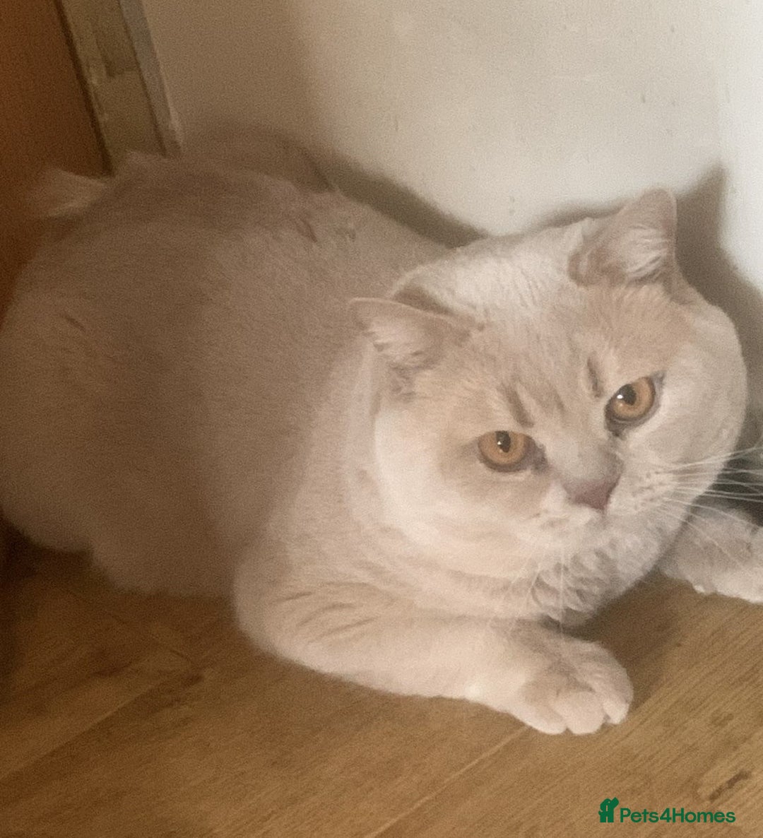 British Shorthair cats for sale: Loving & Affectionate BSH Cream Young Adult Male - Image 2