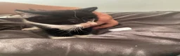 Domestic Shorthair cats for sale: 2 tuxedo kittens for sale - Advert 9