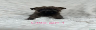 Cairn Terrier 4