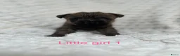 Cairn Terrier dogs for sale: Cairn terrier puppy’s  - Advert 6