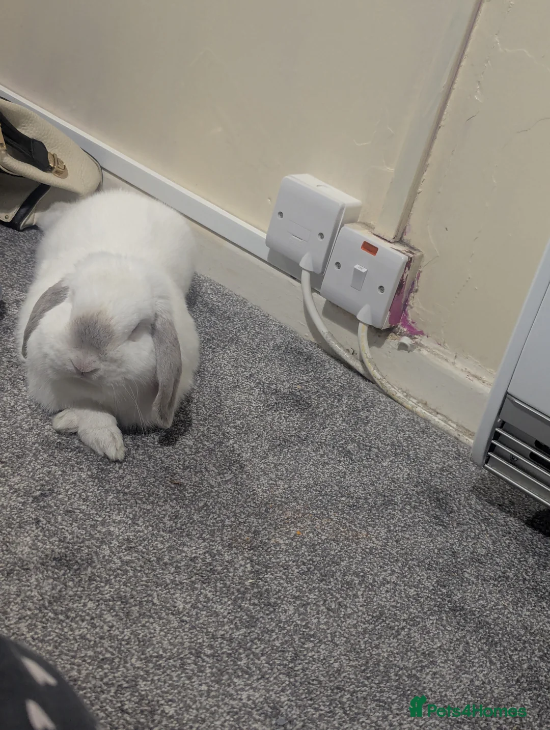 Mini Lop rabbits for sale: Gorgeous mini lop  - Advert 6