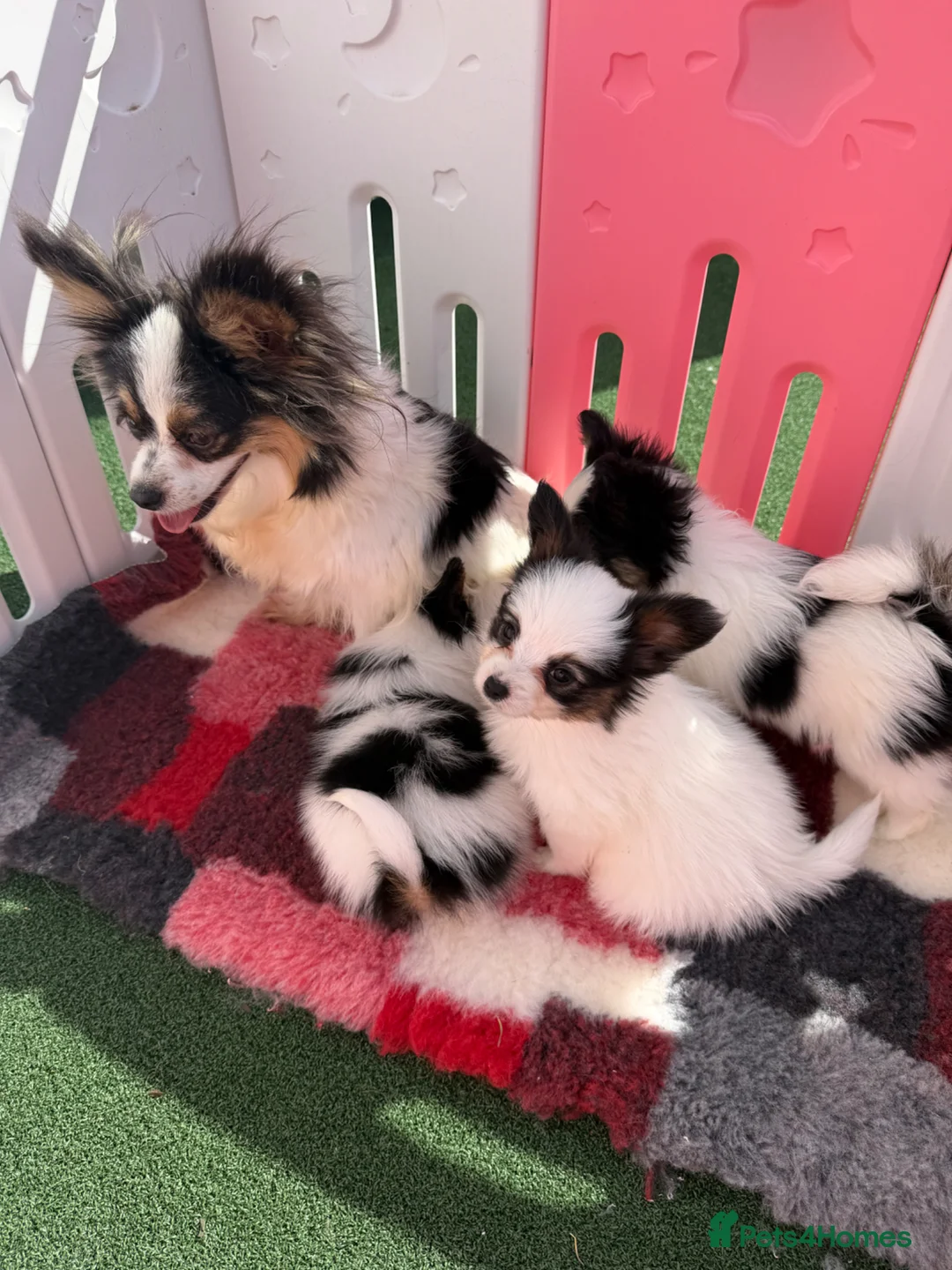Papillon dogs for sale: Beautiful Pedigree Papillon Puppies in Stourport-on-Severn - Advert 20