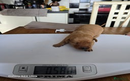 Labrador Retriever dogs for sale: KC REG Lab puppys x 2/11 ready to take home - Image 26