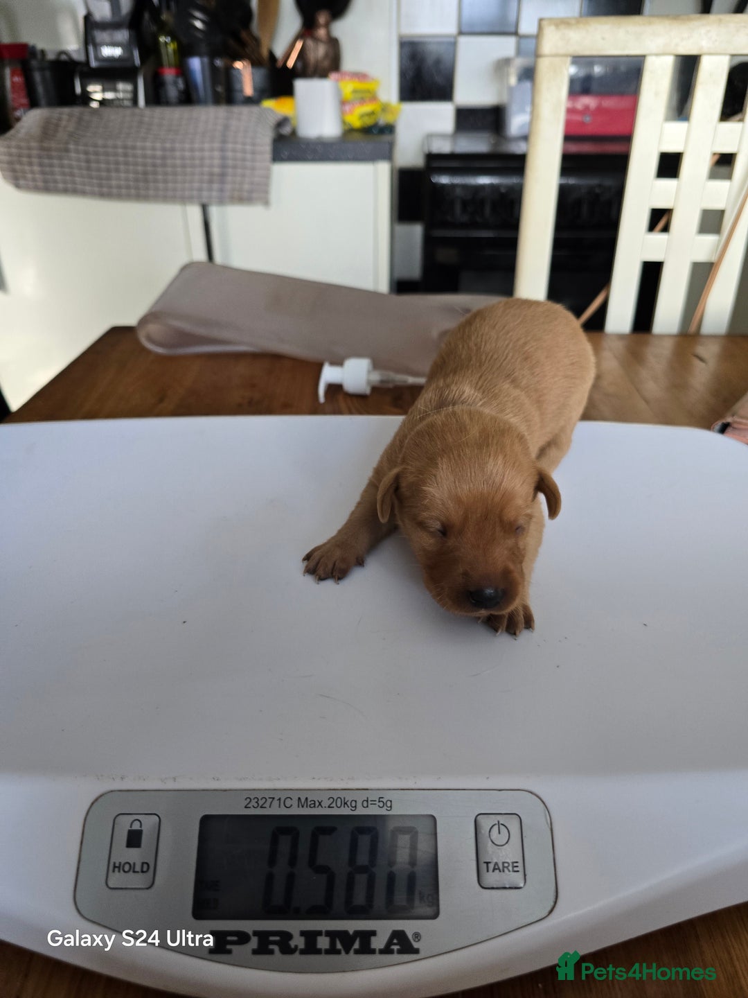 Labrador Retriever dogs for sale: KC REG Lab puppys x 2/11 ready to take home - Image 26