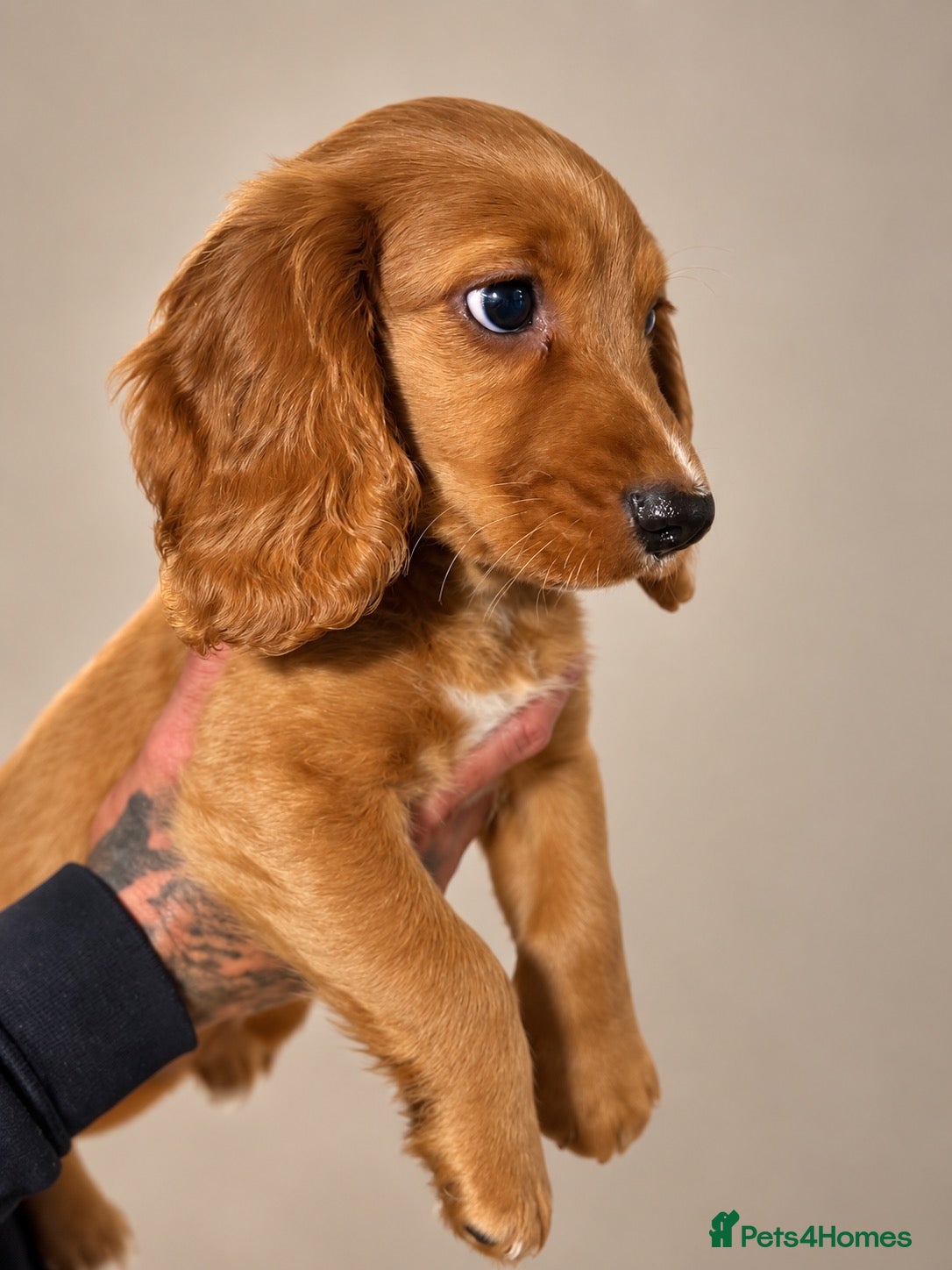 Cocker Spaniel dogs HEALTH CLEAR /KC WORKING COCKER SPANIEL PUPPIES - Advert 2
