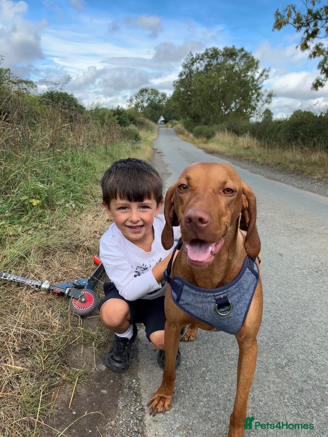 Hungarian Vizsla dogs for sale: Ready to leave KC Registered Vizsla Puppy  - Advert 15