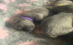 Mixed Breed dogs for sale: Italian Mastiff puppies available  - Image 12