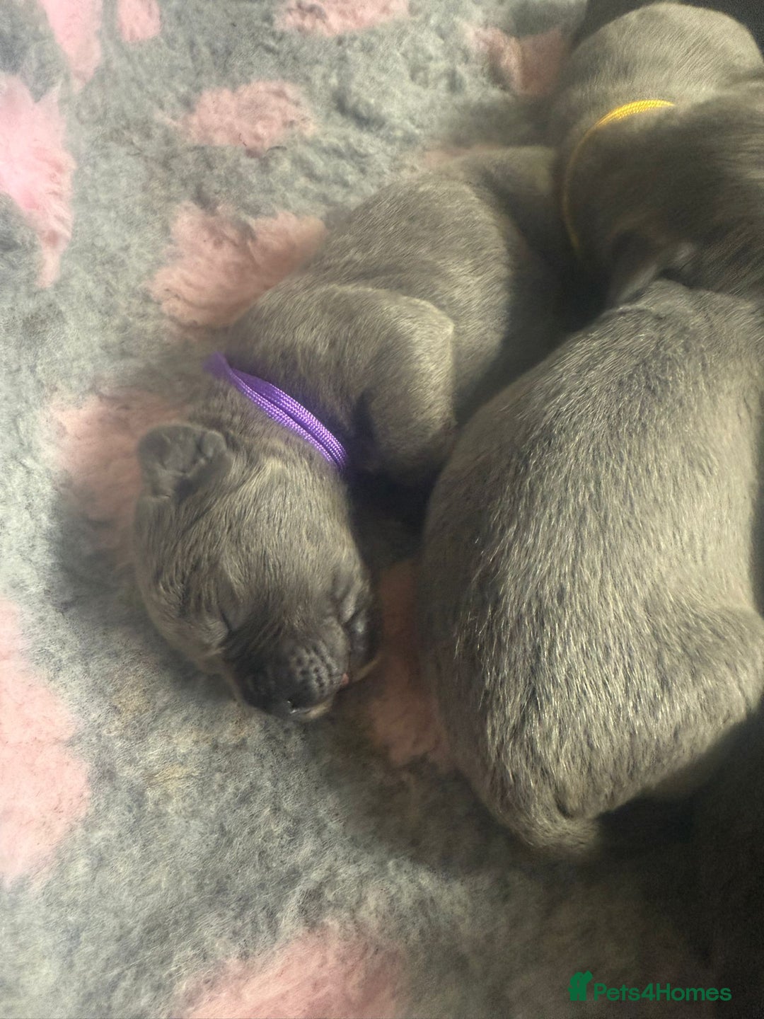 Mixed Breed dogs for sale: Italian Mastiff puppies available  - Image 12