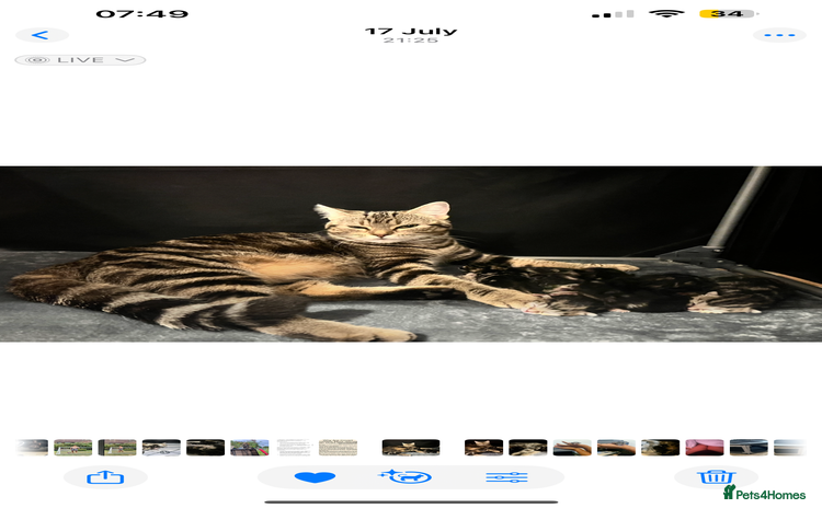 Mixed Breed cats - Advert 1