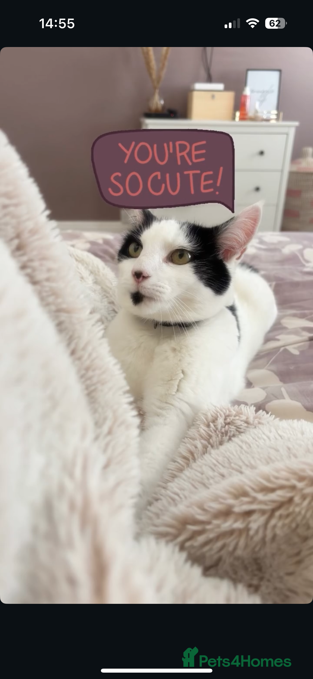 Mixed Breed cats for sale: Black and white female cat for sale - Advert 2