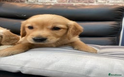 Golden Retriever dogs for sale: 5⭐️ Golden Retriever Puppies - Ready Soon ❤️🐶 - Image 14