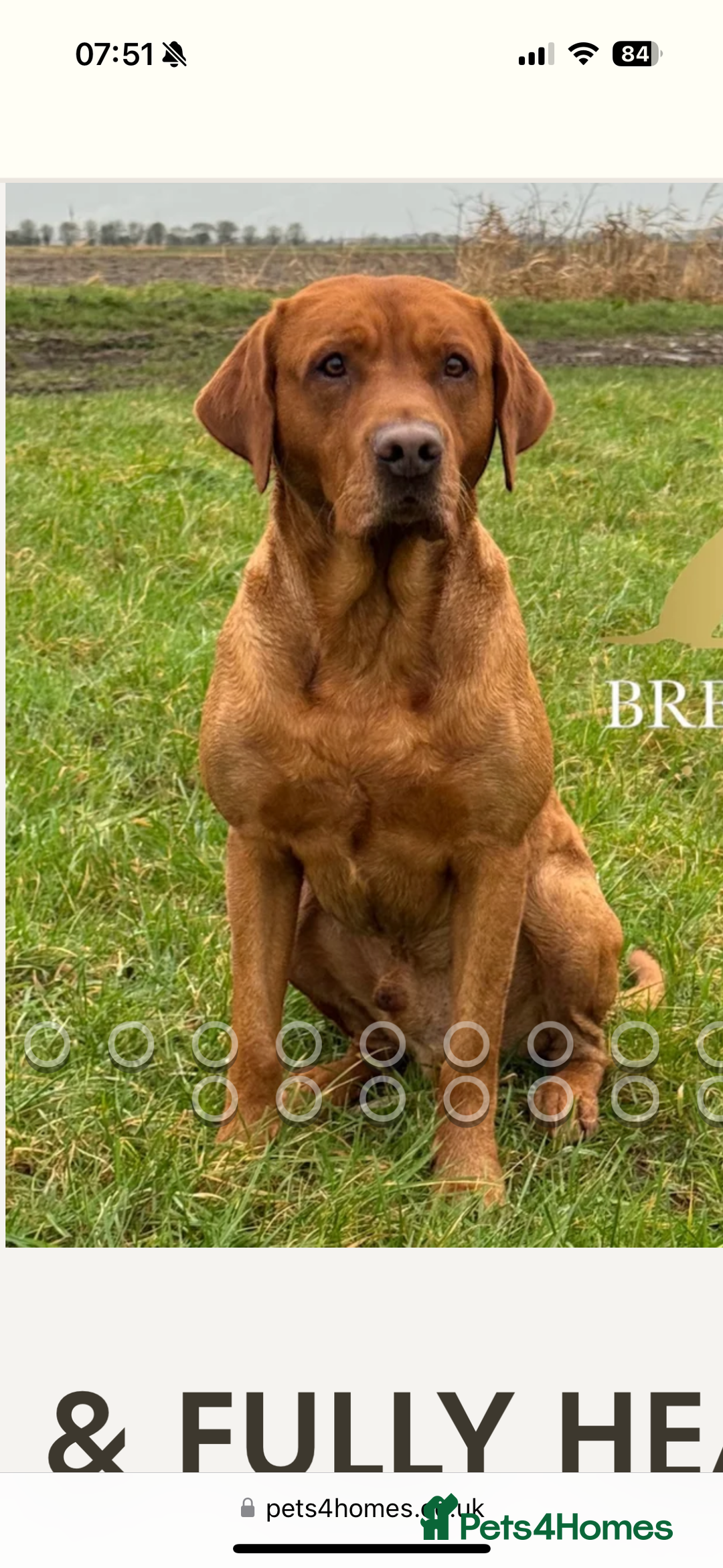 Labrador Retriever dogs for sale: 3x chunky labrador puppies for sale  - Advert 2