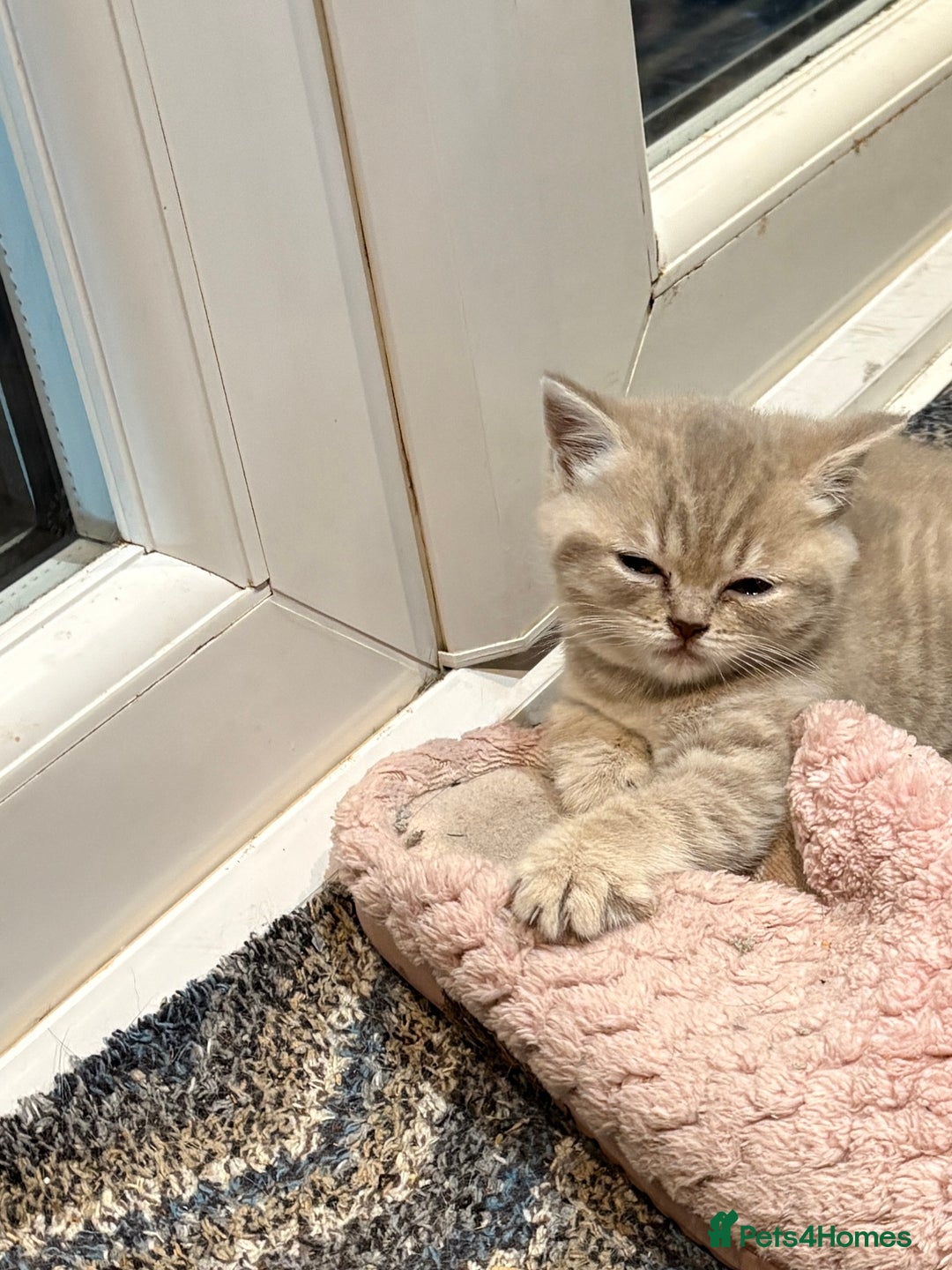 British Shorthair cats for sale: Beautiful British shorthair female  - Advert 3