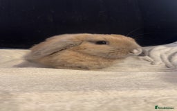 Mini Lop rabbits for sale: Mini lop  in Grays - Image 3