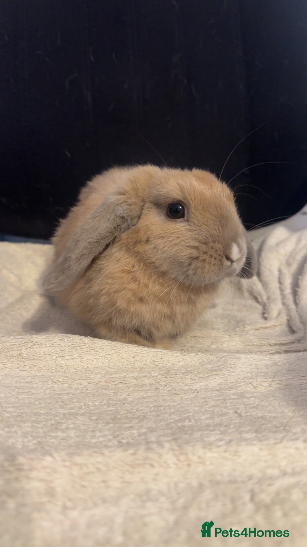 Mini Lop rabbits for sale: Mini lop  in Grays - Image 3