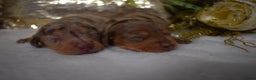 Miniature Dachshund dogs for sale: KC Smooth Coat Miniature Dachshund Puppies - Advert 10