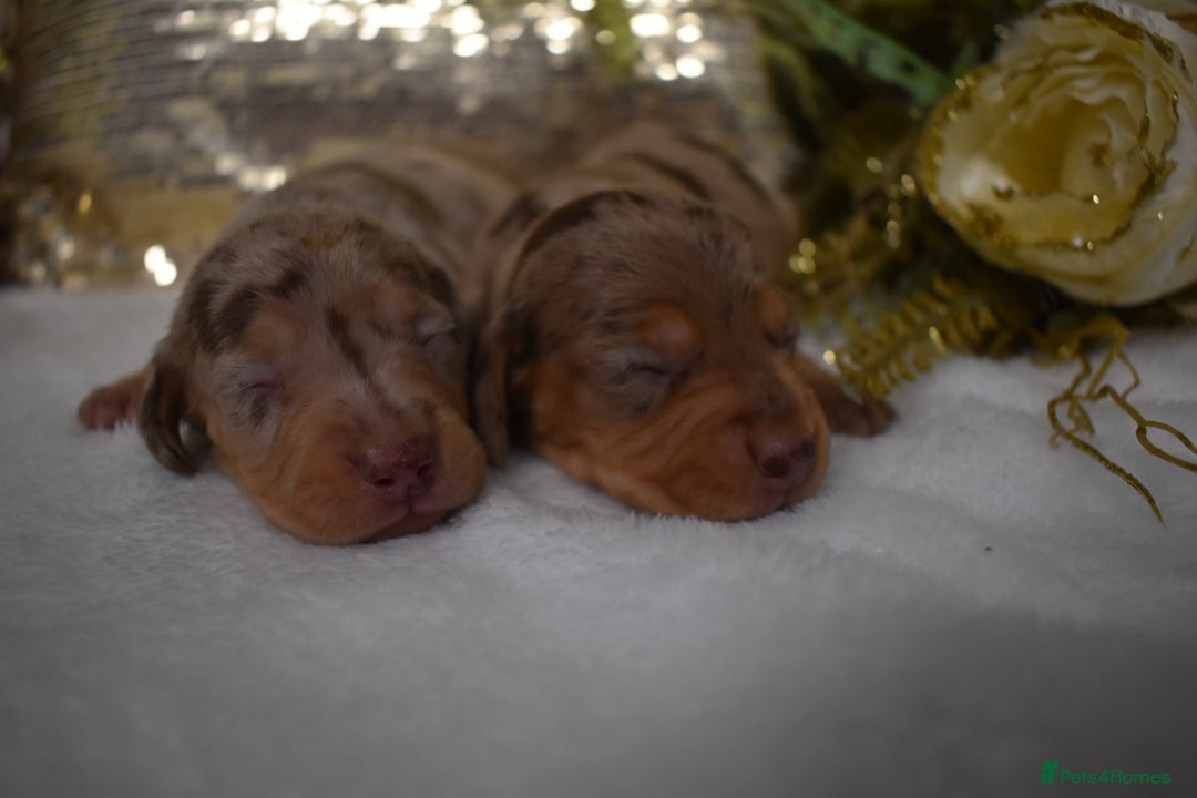 Miniature Dachshund dogs for sale: KC Smooth Coat Miniature Dachshund Puppies - Advert 10