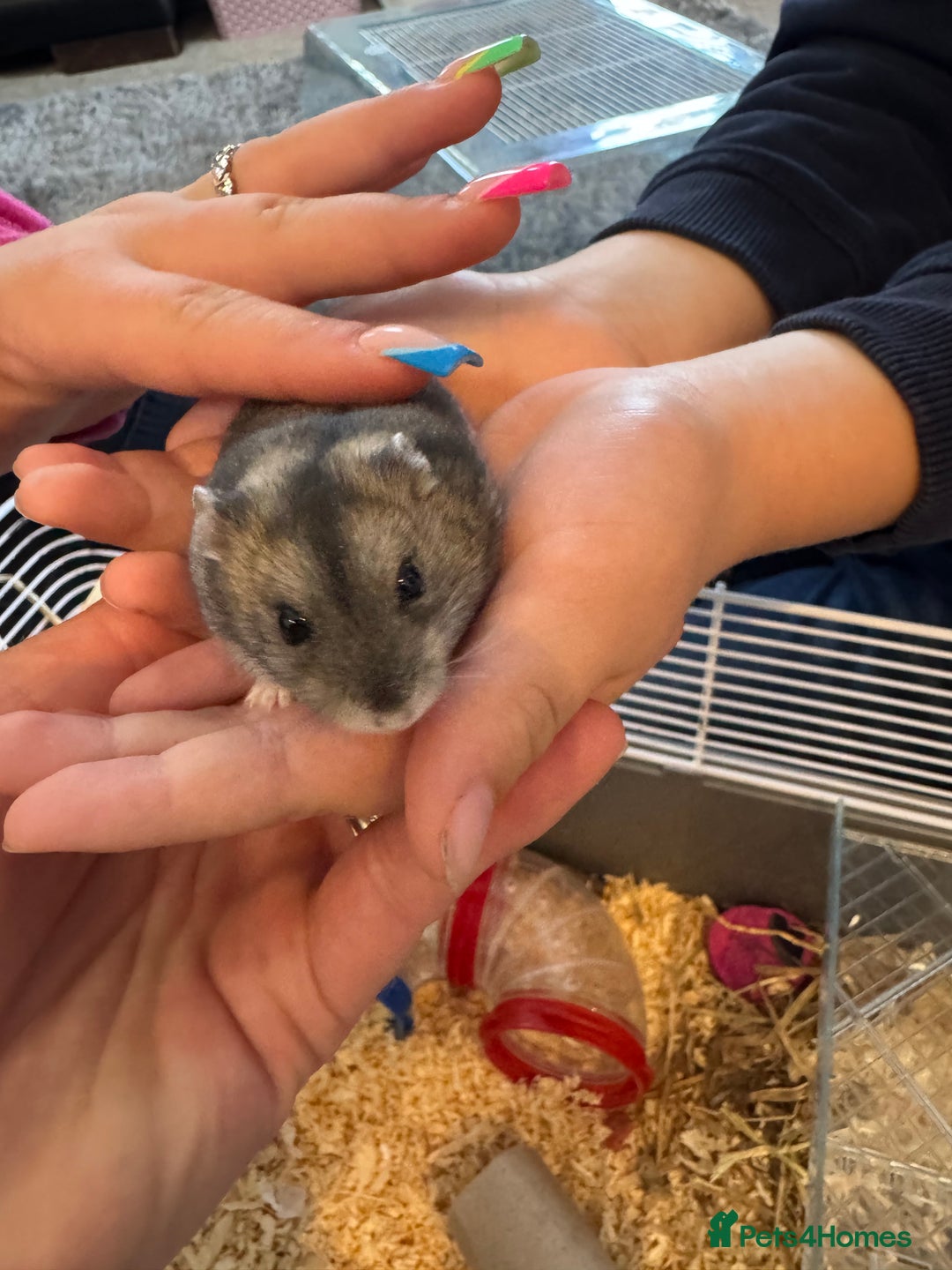 Hamster rodents for sale: Russian dwarf hamster  - Image 3