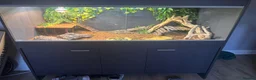 Bearded Dragon reptiles for sale: Bearded dragon and full set up - Advert 6