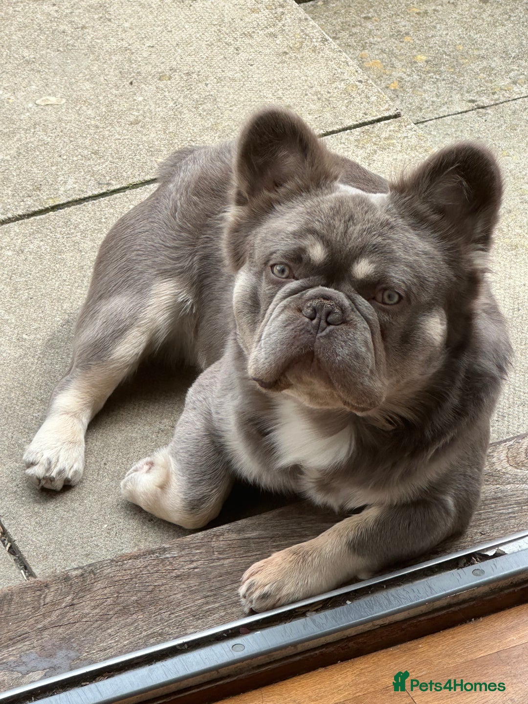 French Bulldog dogs for stud: Wolfie (Wolf of Wallstreet) - Advert 6