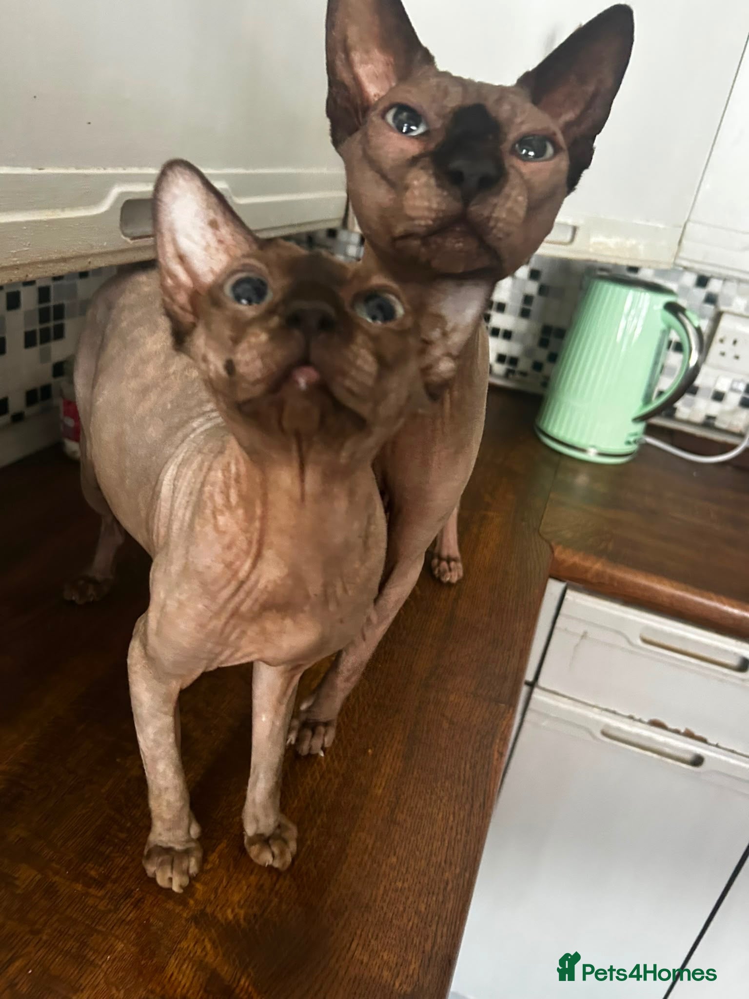 Sphynx cats Male and female Sphynx  - Advert 1