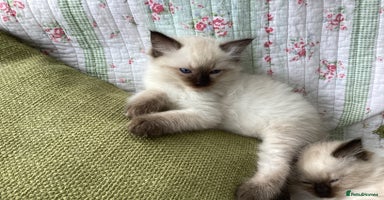 Ragdoll cats - Advert 3
