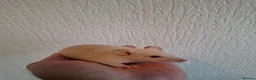 Rat rodents for sale: BABY RATS READY NOW - Advert 7