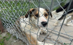 Mixed Breed dogs for adoption: MAYA – TWO YEARS WAITING FOR SOMEONE TO CARE - Image 9