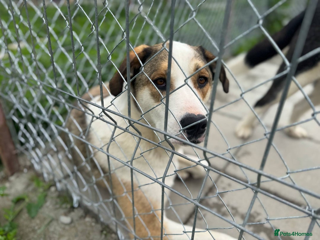 Mixed Breed dogs for adoption: MAYA – TWO YEARS WAITING FOR SOMEONE TO CARE - Image 9
