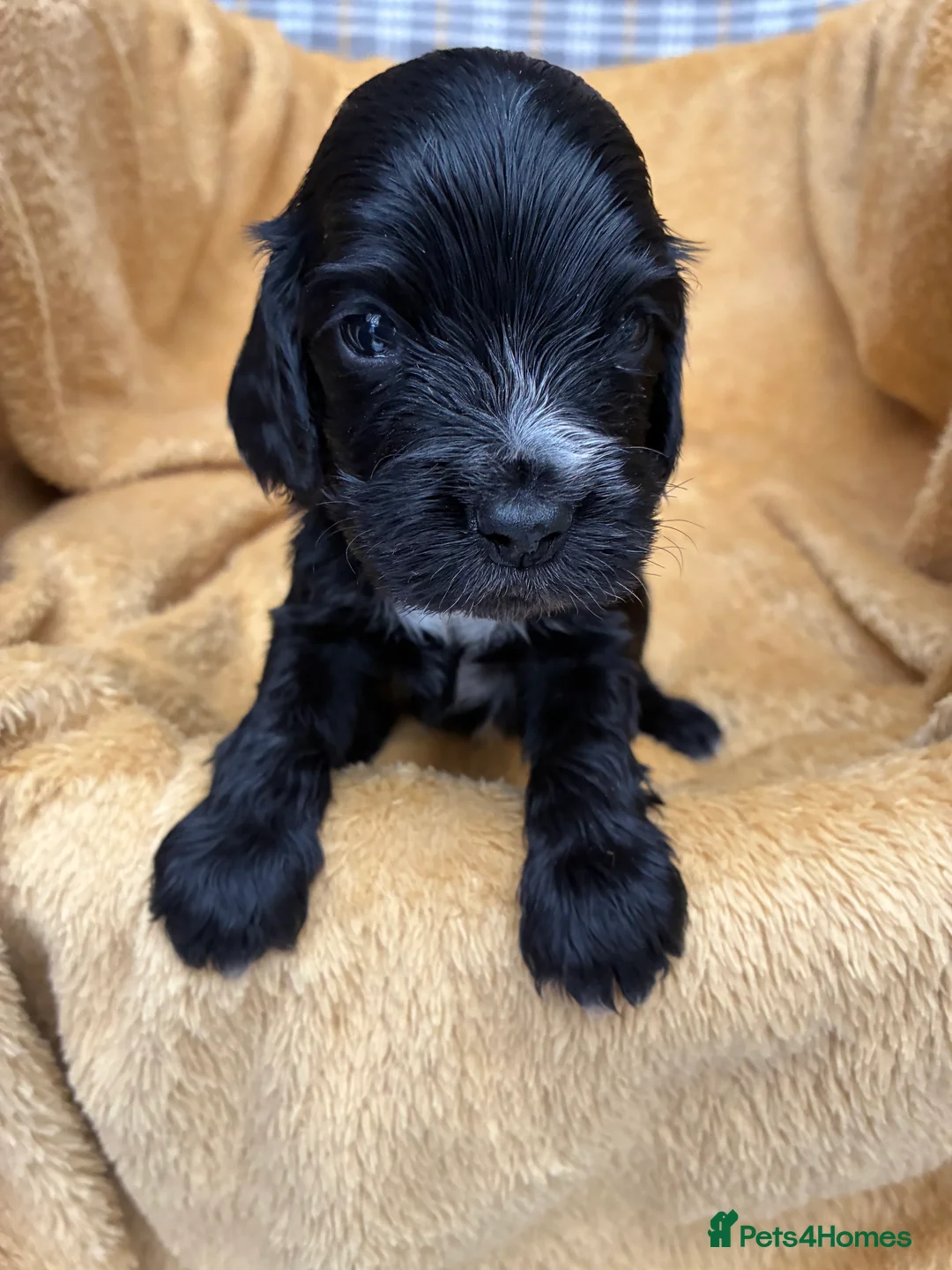 Cocker Spaniel dogs for sale: Show type Cocker Spaniel puppies, both sexes - Advert 2
