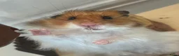 Hamster rodents for sale: Long haired syrian for sale - Advert 5