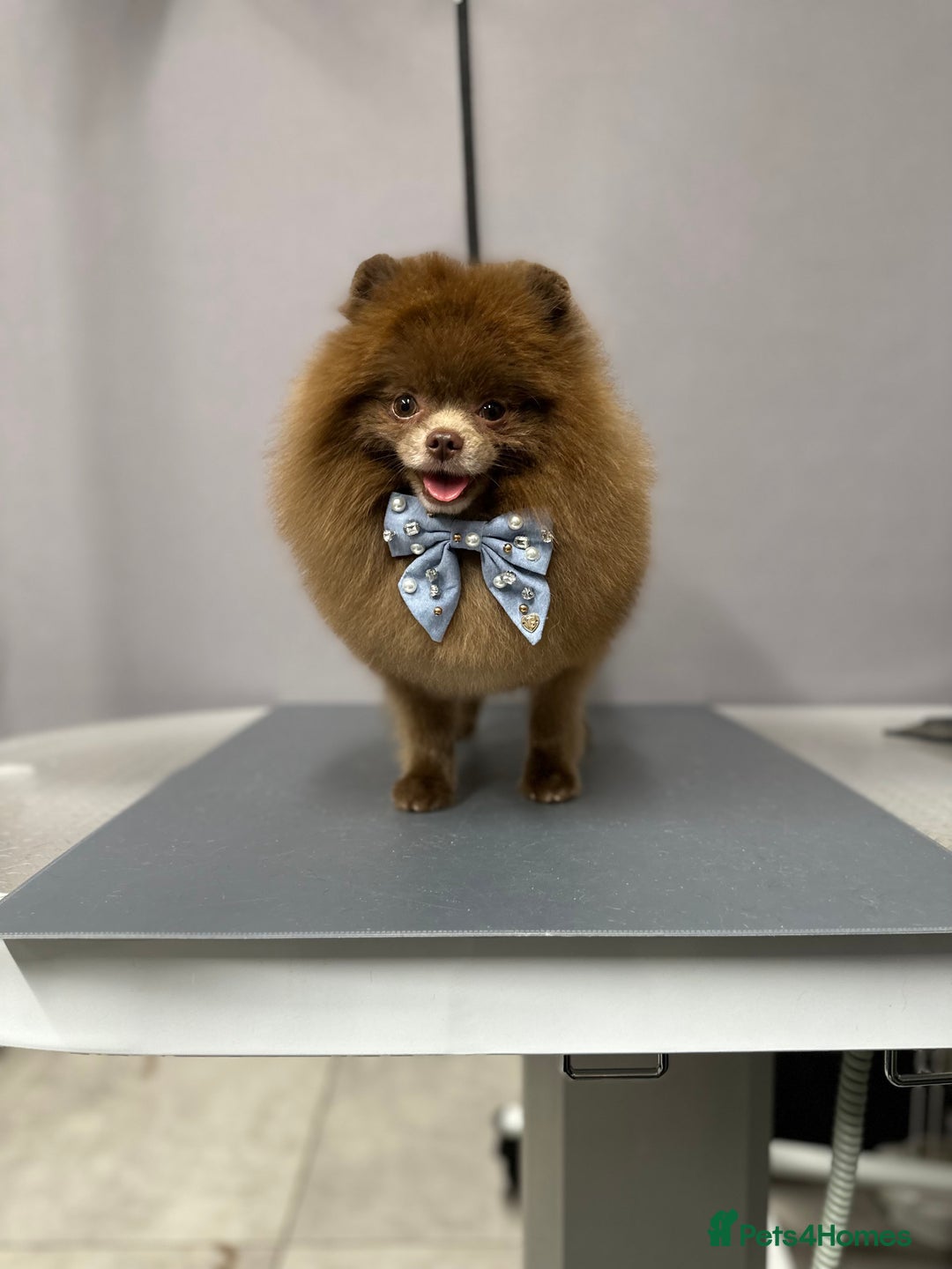 Pomeranian dogs for stud: Lilac and tan carrier tiny boy for stud in Lanark - Advert 6