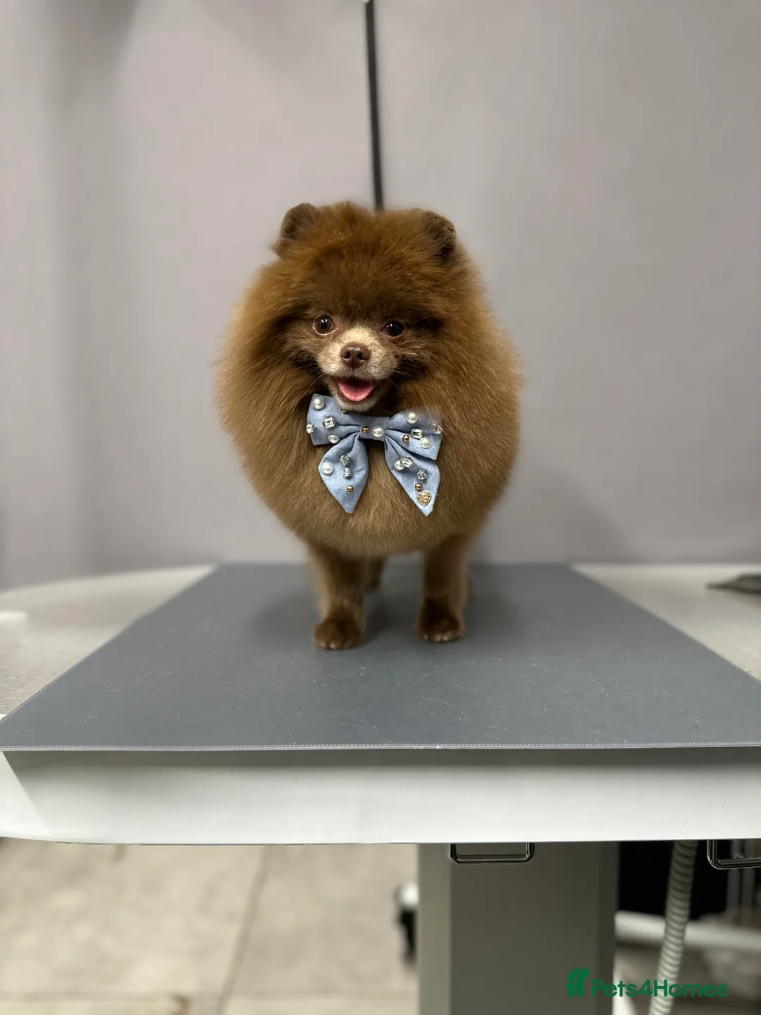 Pomeranian dogs for stud: Lilac and tan carrier tiny boy for stud in Lanark - Advert 6