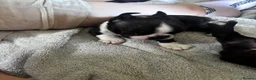 Boston Terrier dogs for sale: Gorgeous Boston terrier pups  - Advert 9