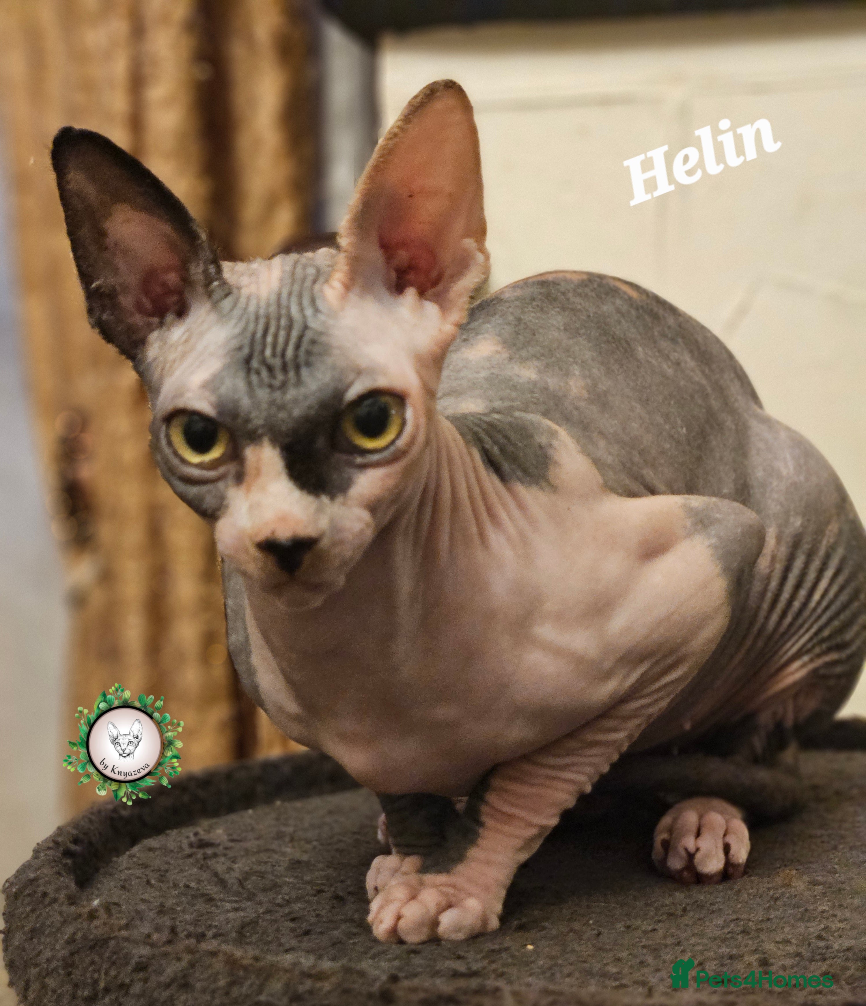 Sphynx cats Beautiful Canadian Sphynx Champion father line ❤️  - Advert 2