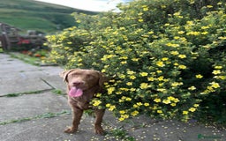 Labrador Retriever dogs for sale: Black Labrador Puppies - Image 6